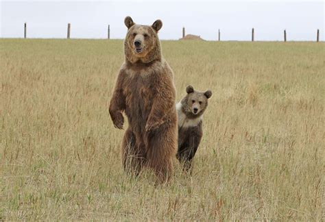 Explore Colorado's Wild Animal Sanctuary | Colorado.com