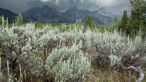 Life in the Sagebrush - NWF | Ranger Rick