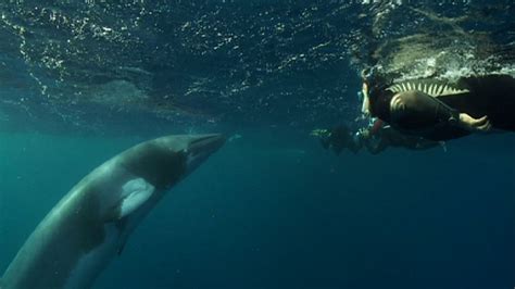 BBC Two - Great Barrier Reef, Reef and Beyond, Watching whales