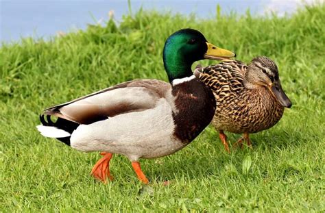 Duck Breeds: 14 Breeds YOU Could Own and Their Facts at a Glance