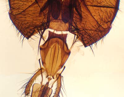 House fly mouth parts, w.m. - Laboratory equipment