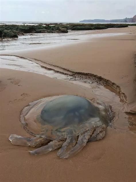 This is why we are seeing more jellyfish appearing on beaches across Devon and Cornwall ...