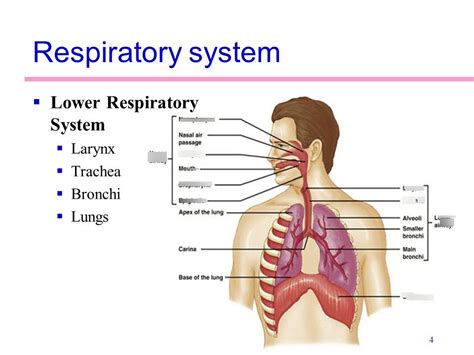 Respiratory System and airway Diagram | Quizlet