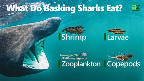 Basking Shark - A-Z Animals
