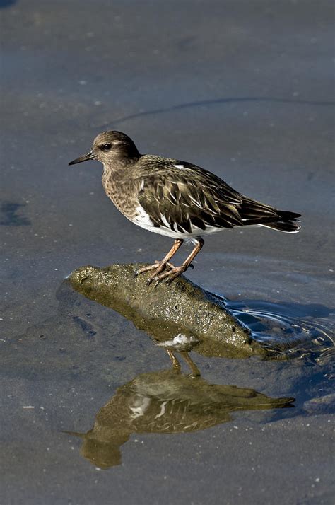 Black Turnstone Photograph by Anthony Mercieca