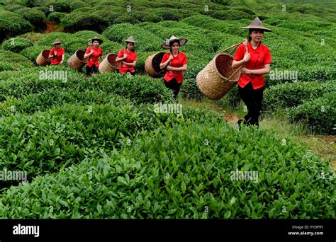 Fujian province tea plantation hi-res stock photography and images - Alamy