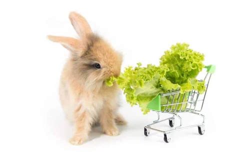 Can Rabbits Eat Lettuce? – Pet Diet Guide