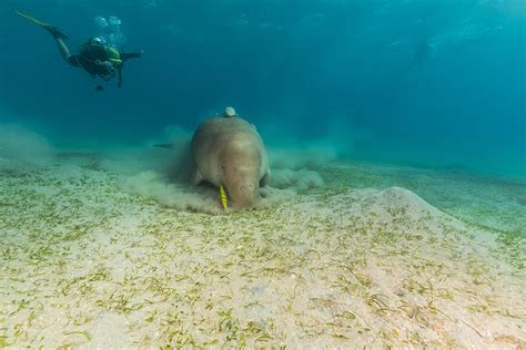 Dugong dugong dugon or seacow in the Red Sea. Photograph by Stephan Kerkhofs