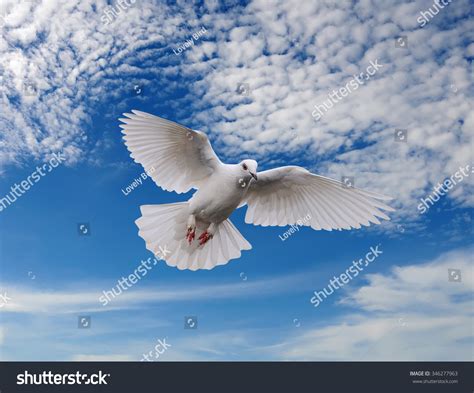 Bird White Pigeons Flying Sky Background Stock Photo 346277963 ...