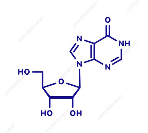 Inosine nucleoside molecule, illustration - Stock Image - F027/8764 - Science Photo Library