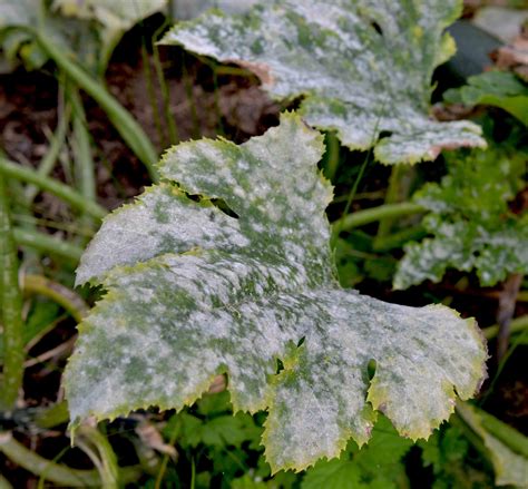 How to Treat Powdery Mildew Without ChemicalsGreenside Up