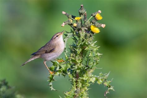 Marathon Willow Warbler migration uncovered - BirdGuides