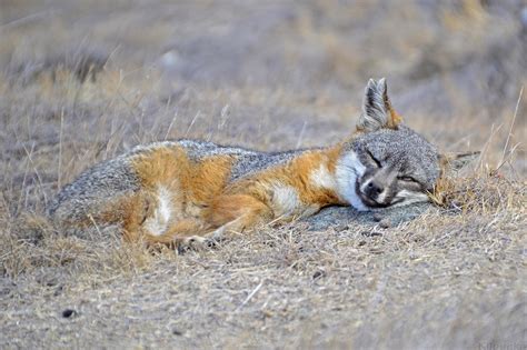 Catalina Island Fox (Urocyon littoralis catalinae) by Kiloueka on DeviantArt