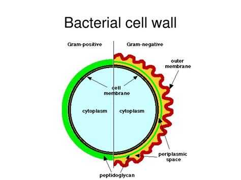 PPT - Introduction to Medical Microbiology PowerPoint Presentation - ID ...