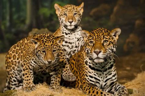 Jaguar | Species Facts, Conservation - BigCatsWildCats