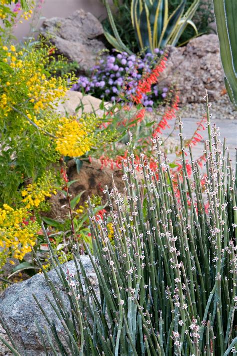 colorful | Desert landscaping, High desert landscaping, Plants