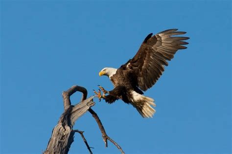 The Wildlife of Grand Teton National Park - Animals Network