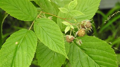 Raspberry plant | Plants, Plant leaves, Berries