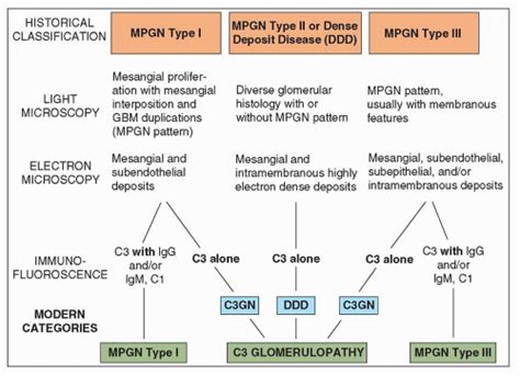 Membranoproliferative Glomerulonephritis | Abdominal Key