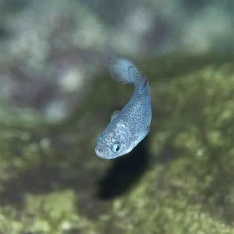 Devils Hole pupfish - Facts, Diet, Habitat & Pictures on Animalia.bio