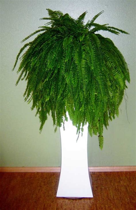 Image detail for -Low Light Indoor Plants - Fern | Indoor plants, House plants, Plants