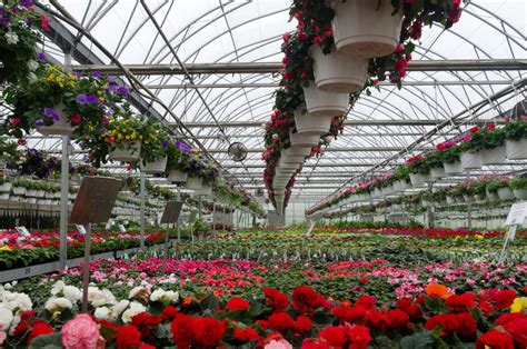 US Floriculture Numbers Were Up in 2021: USDA Report - Greenhouse Product News