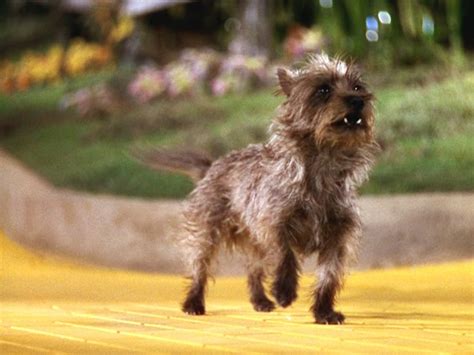 View from the Birdhouse: Dear Abby - Famous Movie Dogs: Toto from The Wizard of Oz