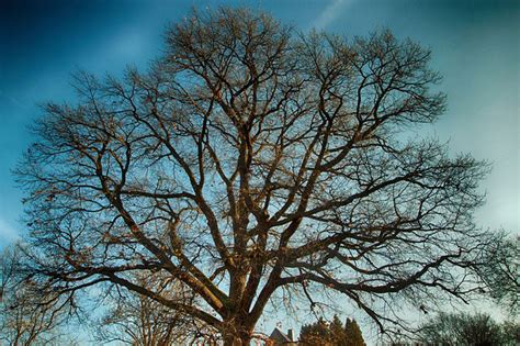 Celtic Meaning: Oak Tree Symbolism in Ogham on Whats-Your-Sign.com