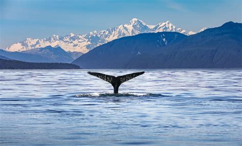 Low Prices on Whale Watching Cruise Tour in Juneau | iCruise.com