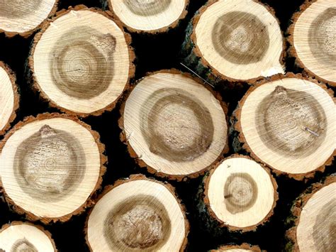 Free Images : wood, food, produce, circle, close up, coconut, hardwood, tree trunks, holzstapel ...