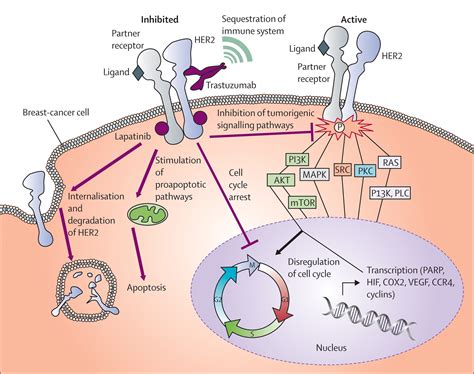 Evolving novel anti-HER2 strategies - The Lancet Oncology