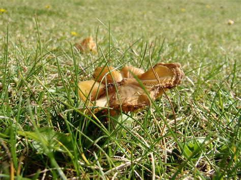 Mushroom Free Stock Photo - Public Domain Pictures