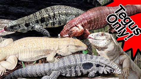 Hundreds of Massive TEGU LIZARDS! Reds, Blues, Black and Whites, Purples and more! - YouTube