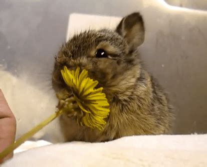 Cute of the Day: Baby Bunny Eating a Flower - The World of Nardio