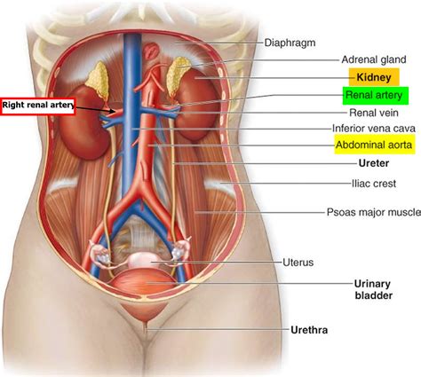 Renal Artery Function - Renal artery stenosis and Renal artery aneurysm