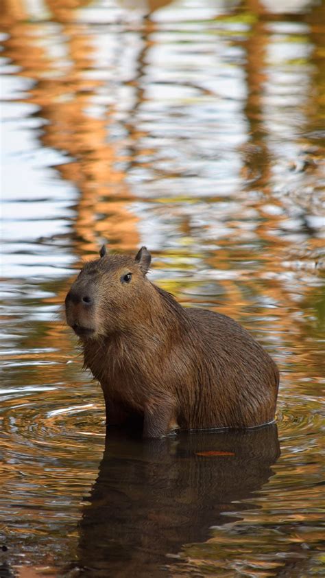 Capybara's Refreshing Pool Party - Baby Capybara