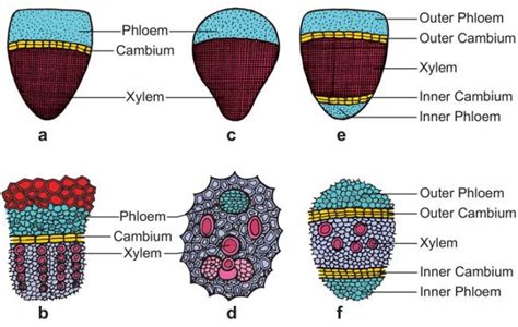 Vascular Tissue System