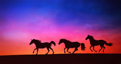 Horses Herd Sunset Free Stock Photo - Public Domain Pictures