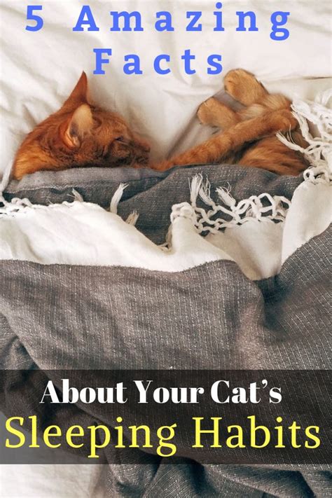 5 Amazing Facts About Your Cat's Sleeping Habits | Cat sleeping ...