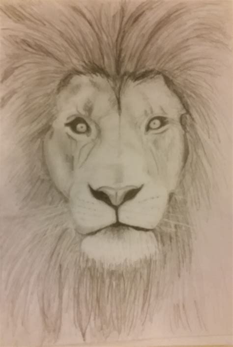 simple lion sketch/drawing with pencil | Lion sketch, Lion drawing, Lion drawing simple