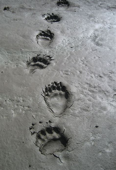 Pin by Megan Black on Love Animals | Bear tracks, Bear footprint, Bear safety