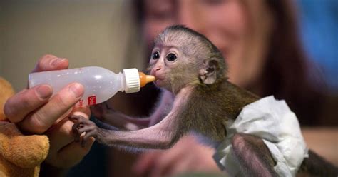 Baby monkey wears tiny diapers, feeds from bottle