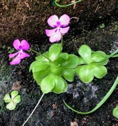 Butterwort - Connecticut's Beardsley Zoo