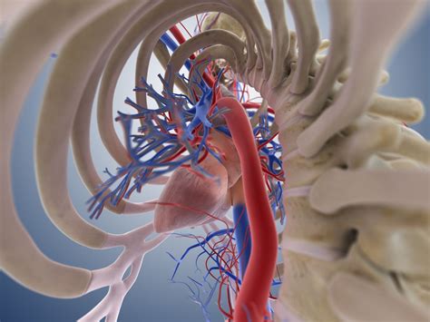 Superior Vena Cava Syndrome Anatomy