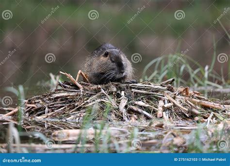 Nutria in Its Natural Habitat in a Marshland Stock Image - Image of ...