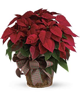 White Poinsettia Bouquet - Teleflora