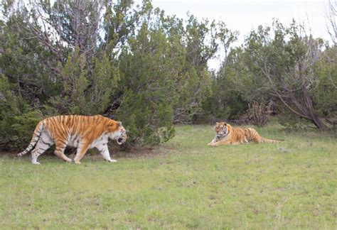 The Wild Animal Sanctuary and The Wild Animal Refuge in Colorado are ...