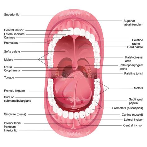 Mouth Anatomy. Vector illustration of diagram for anatomy of human ...