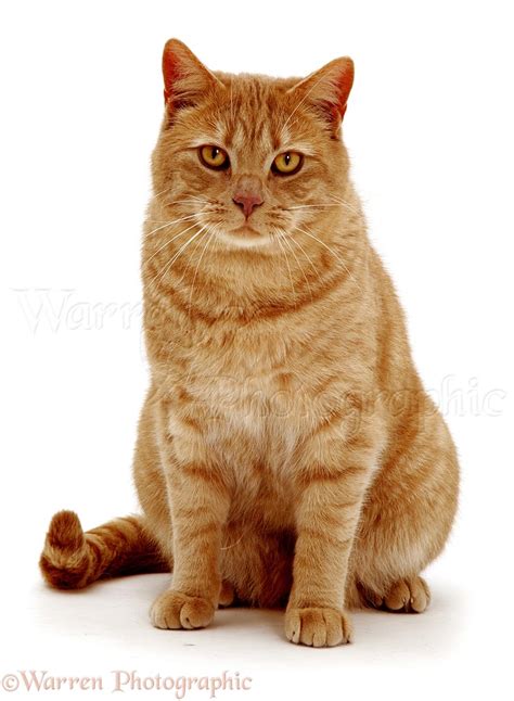 British Shorthair red tabby cat photo WP11053