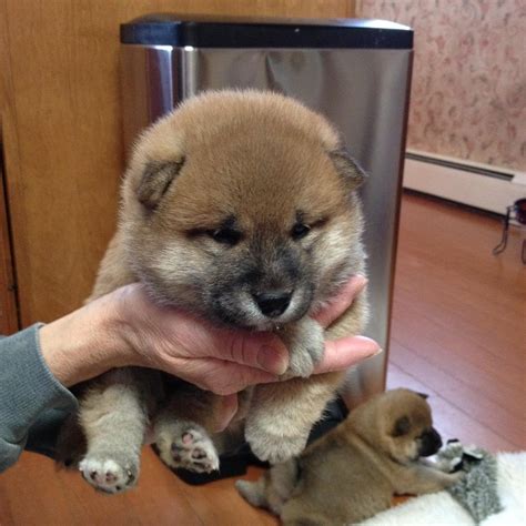 my big fat 4 week old shiba puppy : shiba